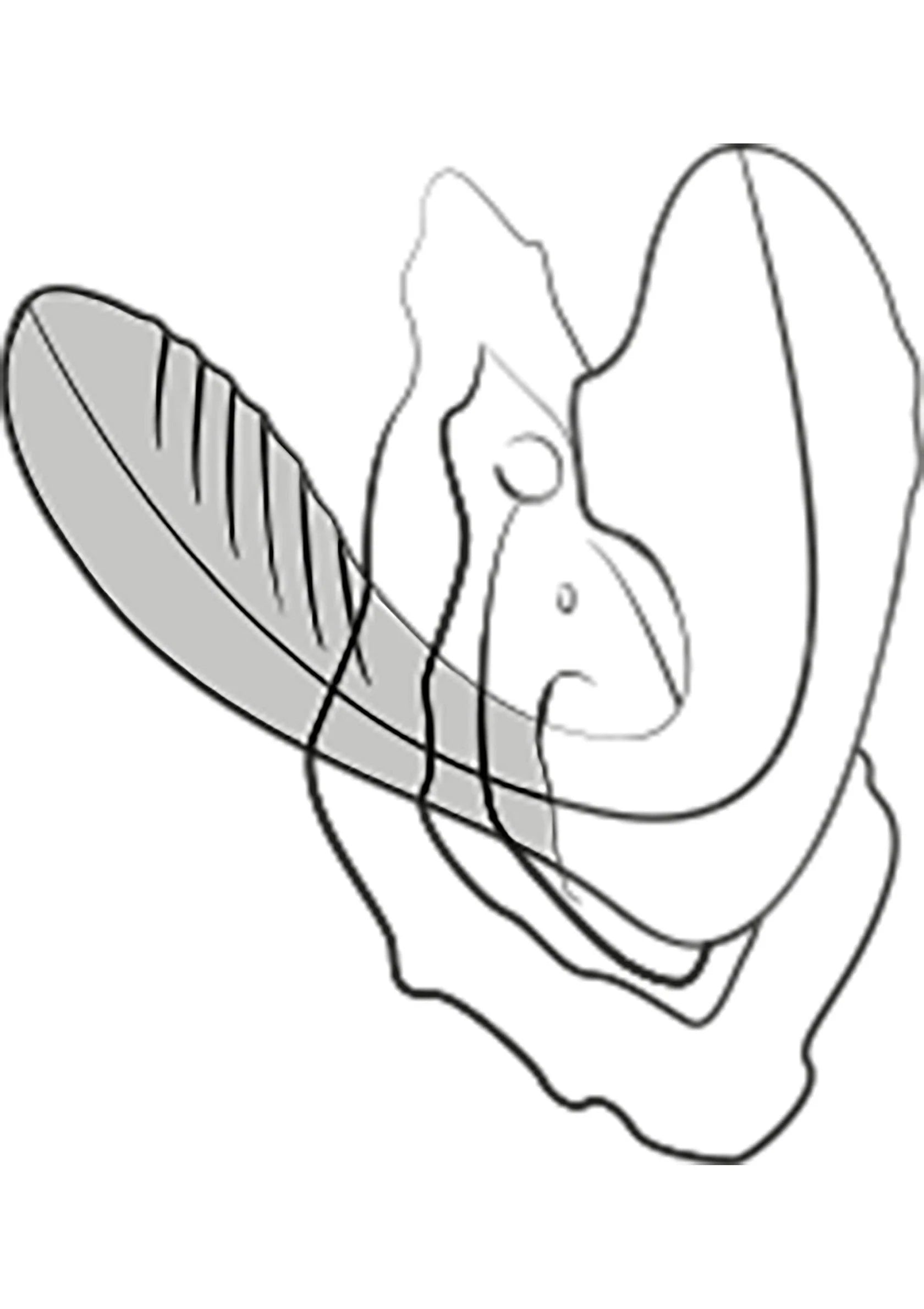 Line-art diagram van G-spot luchtdrukvibrator met brede flens